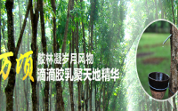 海南橡膠：加強(qiáng)生產(chǎn)管理推進(jìn)熱帶高效農(nóng)業(yè)發(fā)展