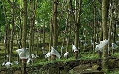 云南對于橡膠樹物候、病蟲害實時監(jiān)測中為提高橡膠產(chǎn)量奠定基礎