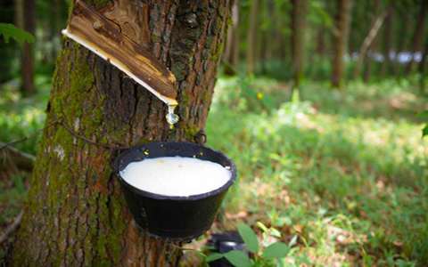 泰國尋求與中國協(xié)商橡膠進口零關(guān)稅