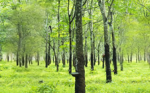 上半年柬埔寨橡膠產(chǎn)業(yè)收入增長41.6%