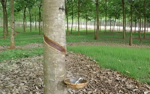7月泰混天然膠價格創(chuàng)5年內(nèi)新高